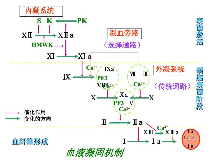 病理生理学9弥散性血管内凝血_第2页