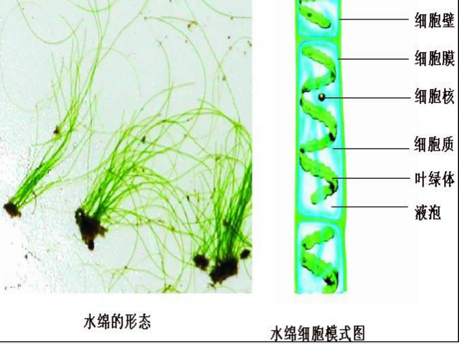 七年级生物上册2.1.1绿色植物的主要类群第一课时课件新版济南版_第4页