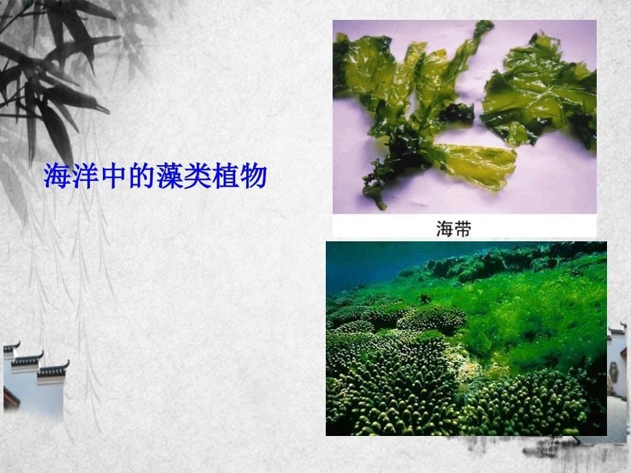 七年级生物上册2.1.1绿色植物的主要类群第一课时课件新版济南版_第5页