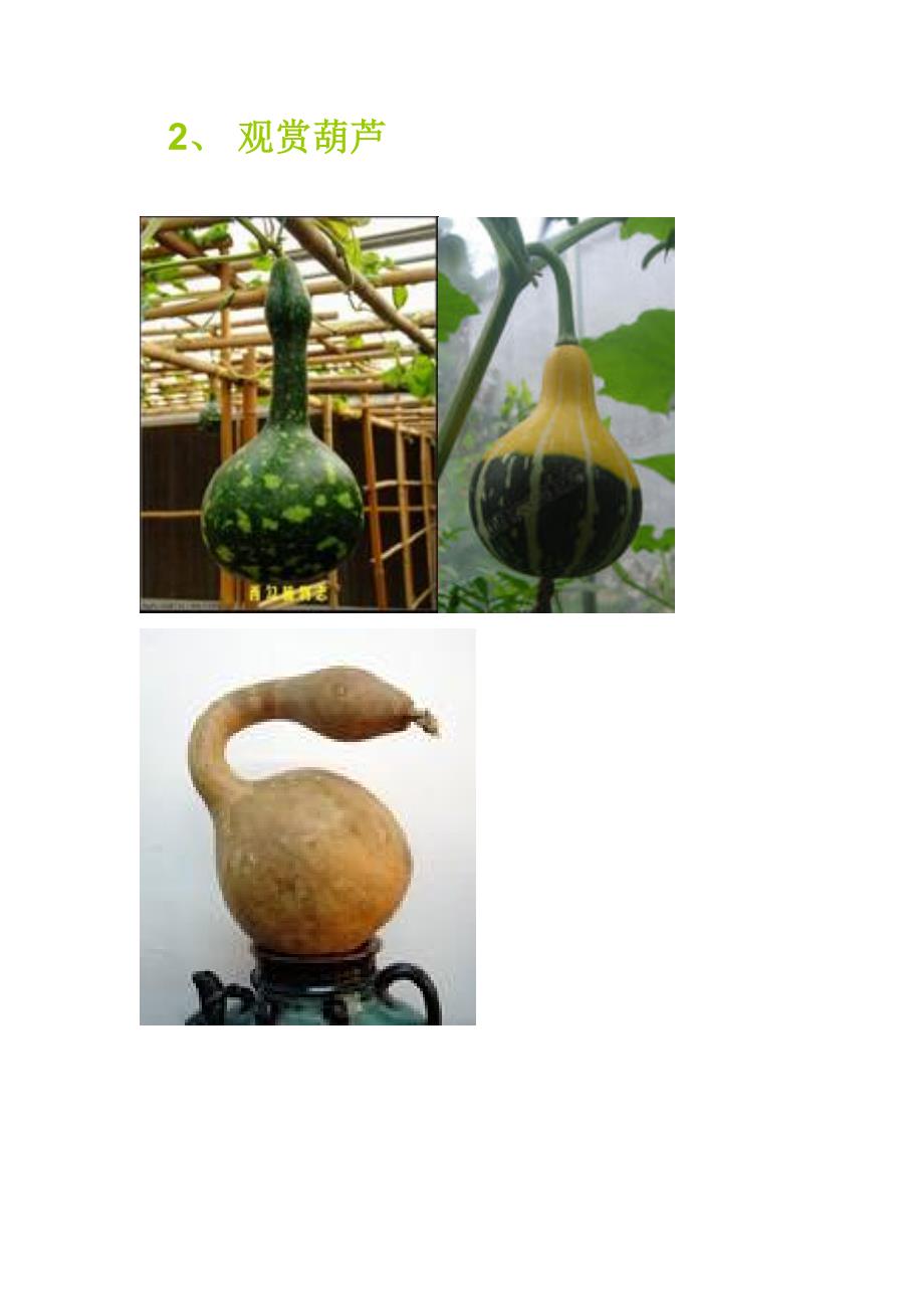 观光园艺 蔬菜瓜果 图片.doc_第2页