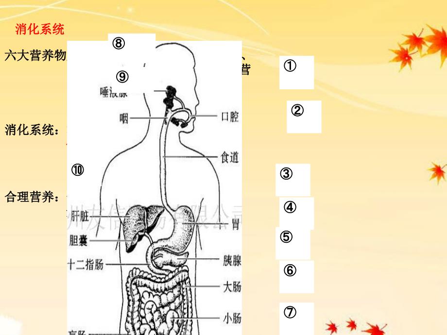 人类从哪里来_第3页