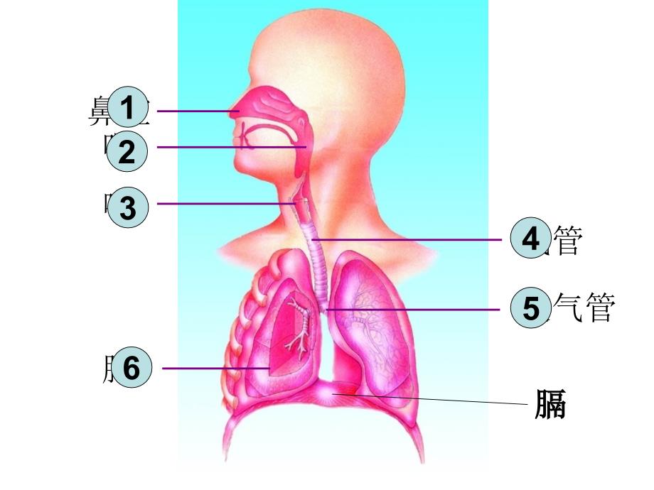 人与外界的气体交换新 (2)_第3页