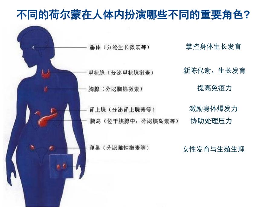 荷尔蒙 一生的朋友.ppt_第3页