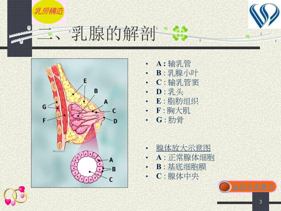 最新：乳腺疾病病人的护理刘耀深文档资料_第3页