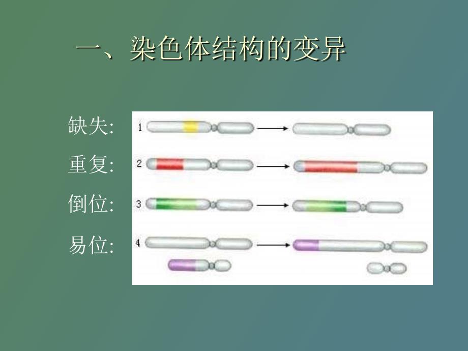 生物生物的变异之染色体变异_第4页