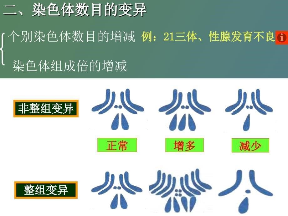 生物生物的变异之染色体变异_第5页