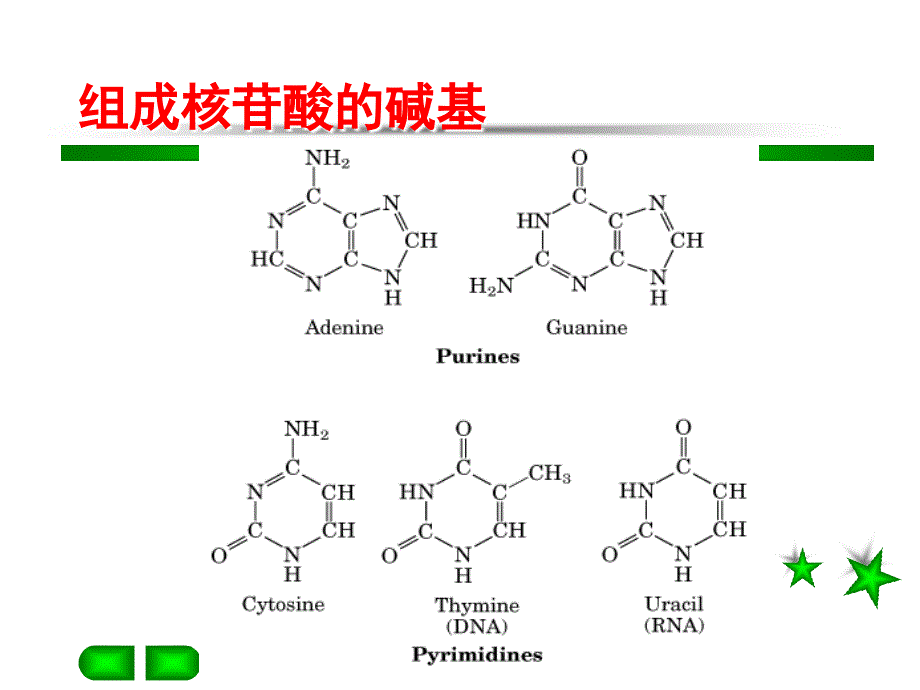 《核酸的提取分离》PPT课件.ppt_第4页