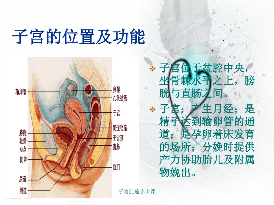 子宫肌瘤小讲课_第3页