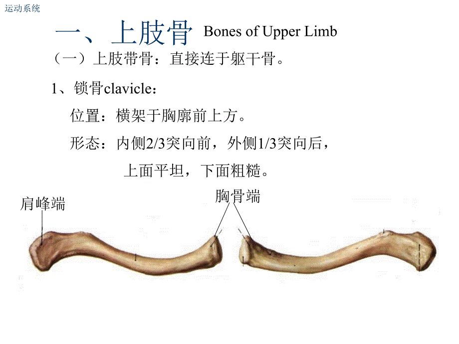 肘关节解剖结构PPT.ppt_第4页