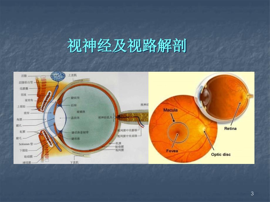 眼视神经及视路疾病ppt课件_第3页