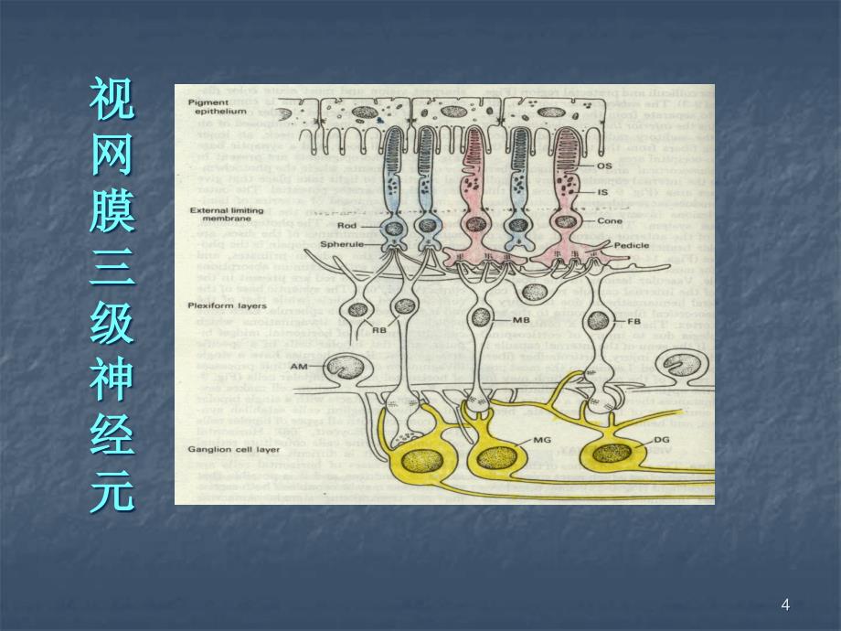 眼视神经及视路疾病ppt课件_第4页