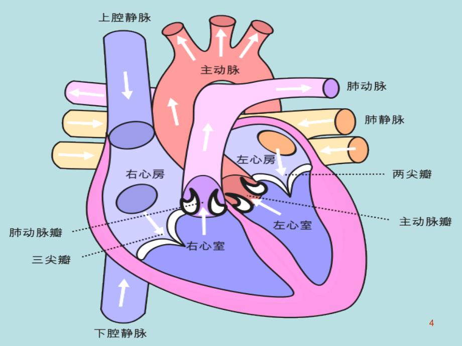 病理生理学案例版心功能不全PPT演示课件_第4页