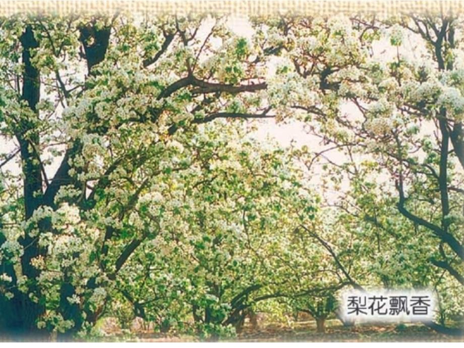 14驿路梨花分析课件_第4页