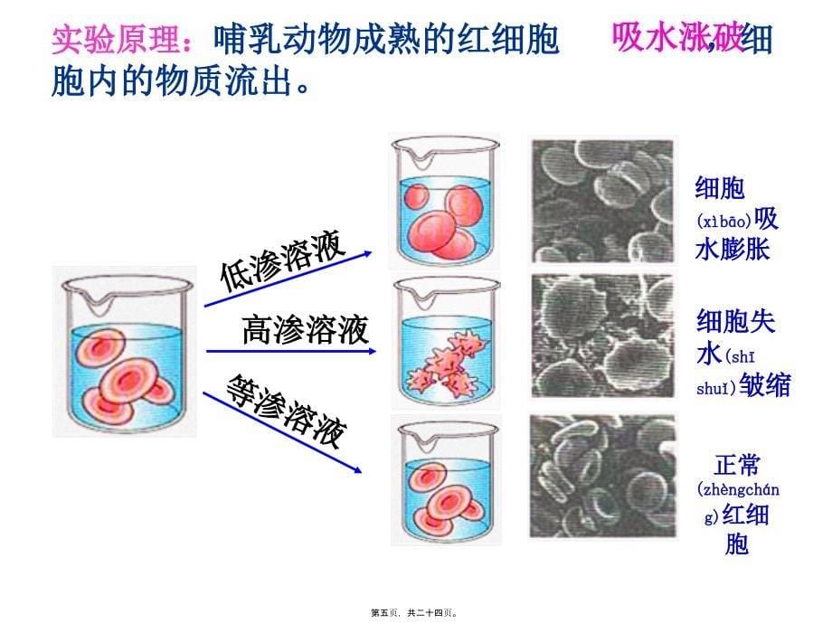 医学专题—细胞膜—系统的边界_第5页