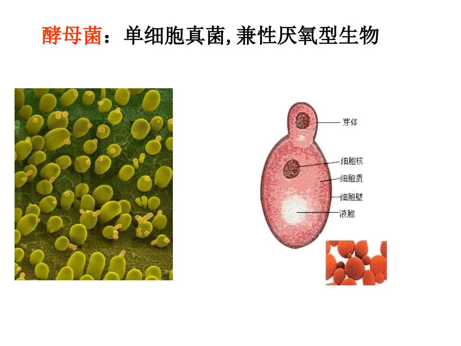 细胞呼吸原理的应用（10分钟賽课）_第3页