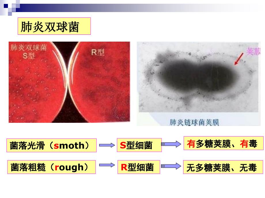 DNA是主要的遗传物质动画版_第3页