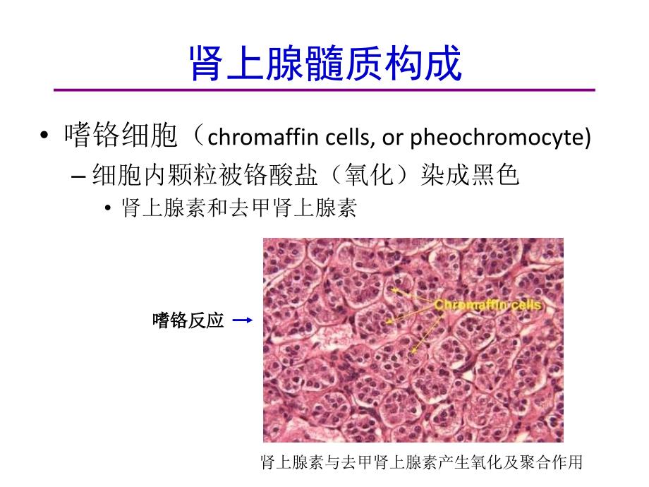 肾上腺髓质高血压特点筛查与干预_第3页