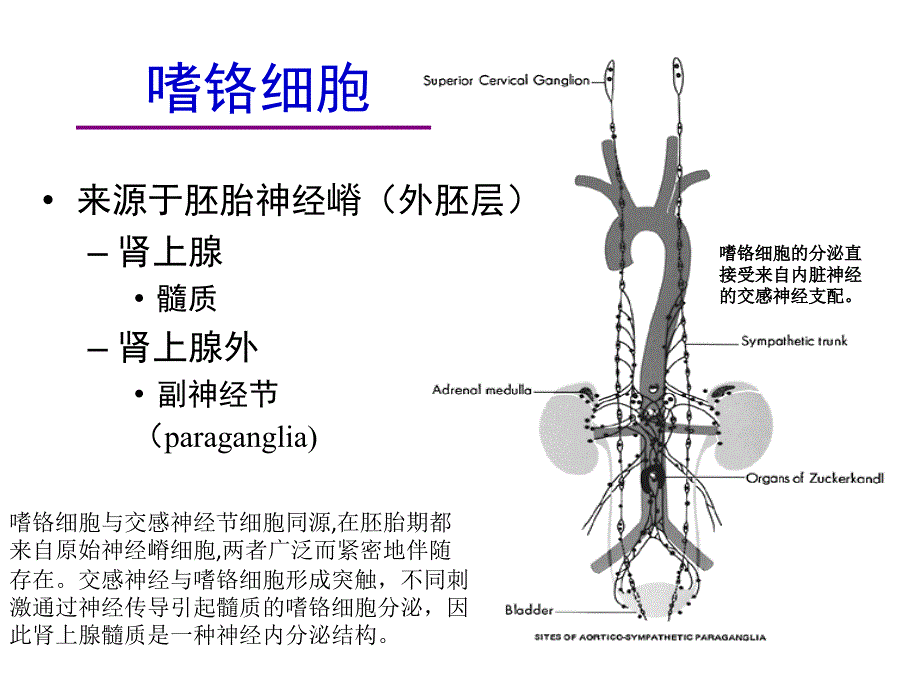 肾上腺髓质高血压特点筛查与干预_第4页