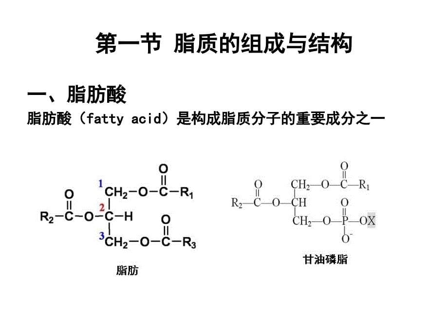 生物化学脂质代谢课件_第5页