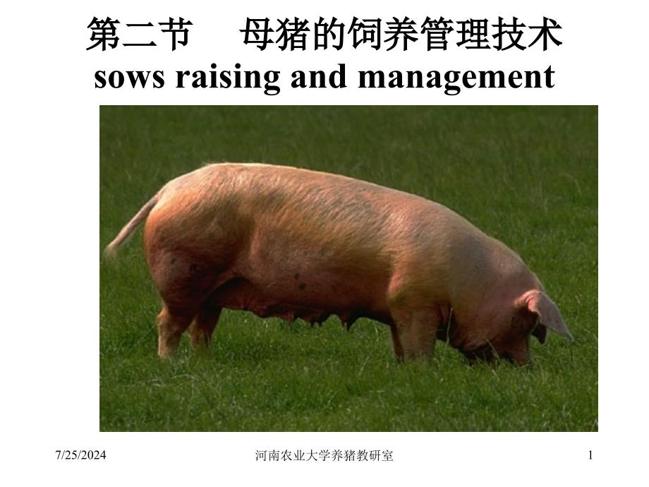 二节母猪的饲养管理技术sowsraisingandmanagement_第1页