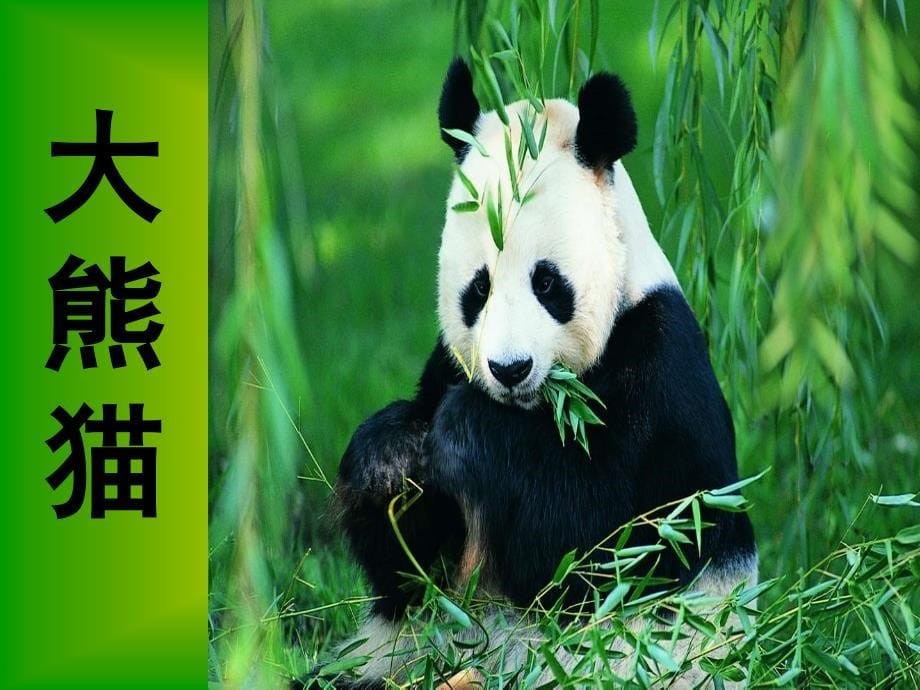 新北师大版一年级语文下册五单元动物大熊猫优质课课件17_第5页