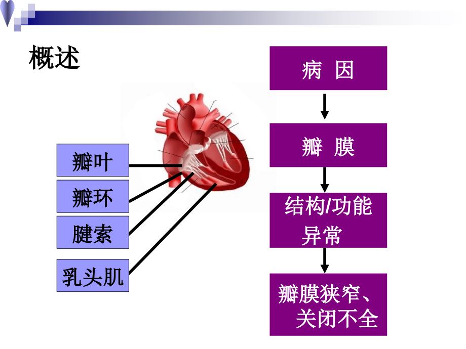 心脏瓣膜病ppt课件_第2页