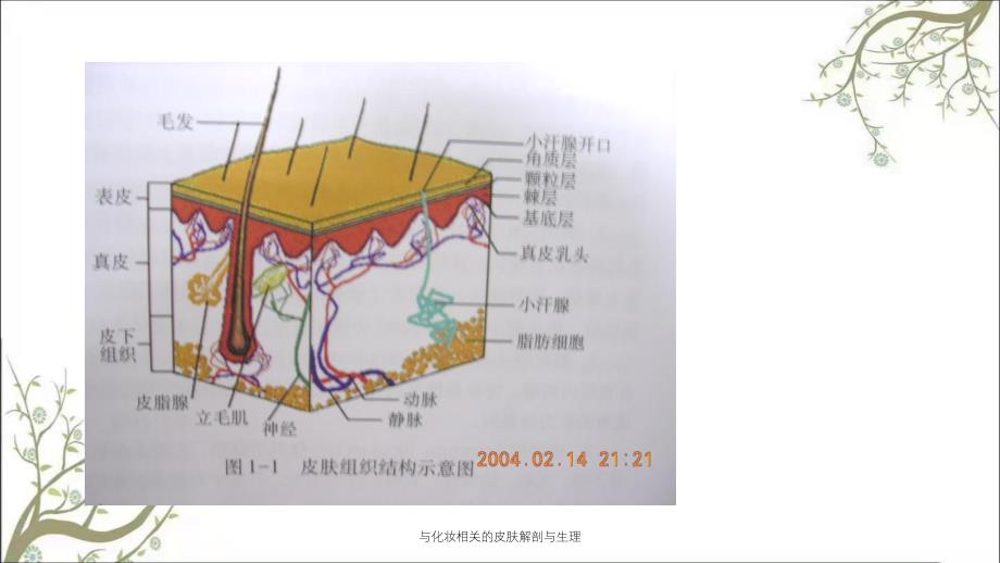 与化妆相关的皮肤解剖与生理_第4页