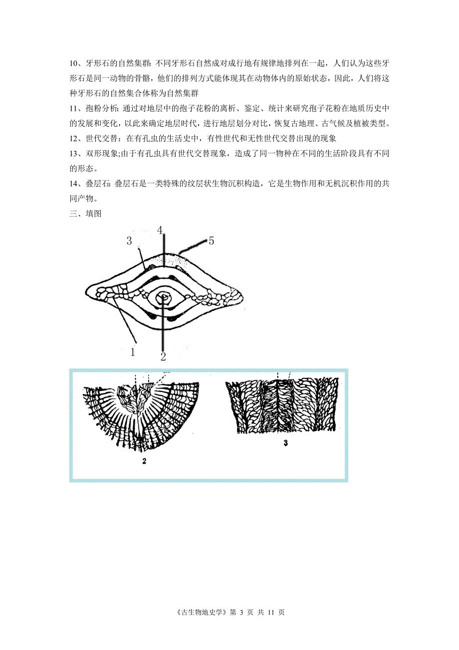 古生物地层学综合复习资料.doc_第3页