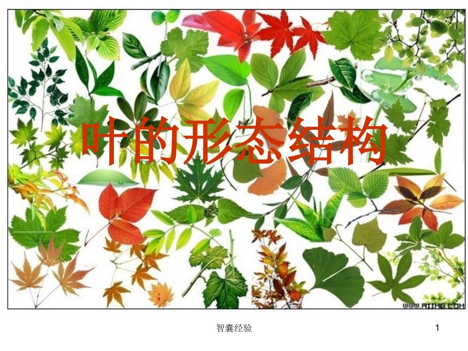 叶的形态特征上课[基础课堂]_第1页