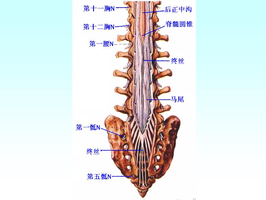 神经系统课件ppt_第4页