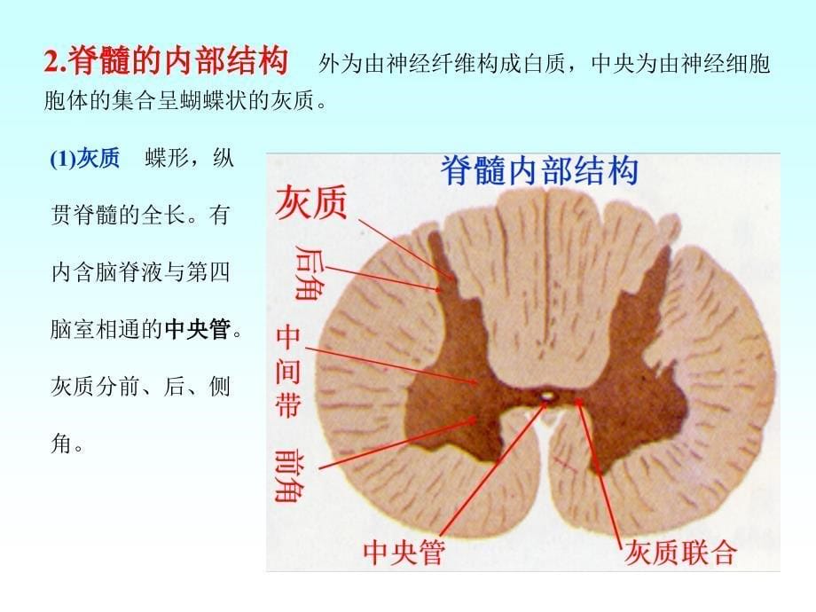 神经系统课件ppt_第5页