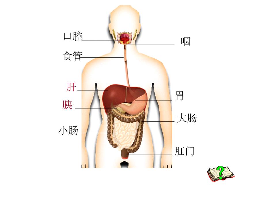 六年级科学下册课件5消化与吸收冀人版共10张PPT_第3页