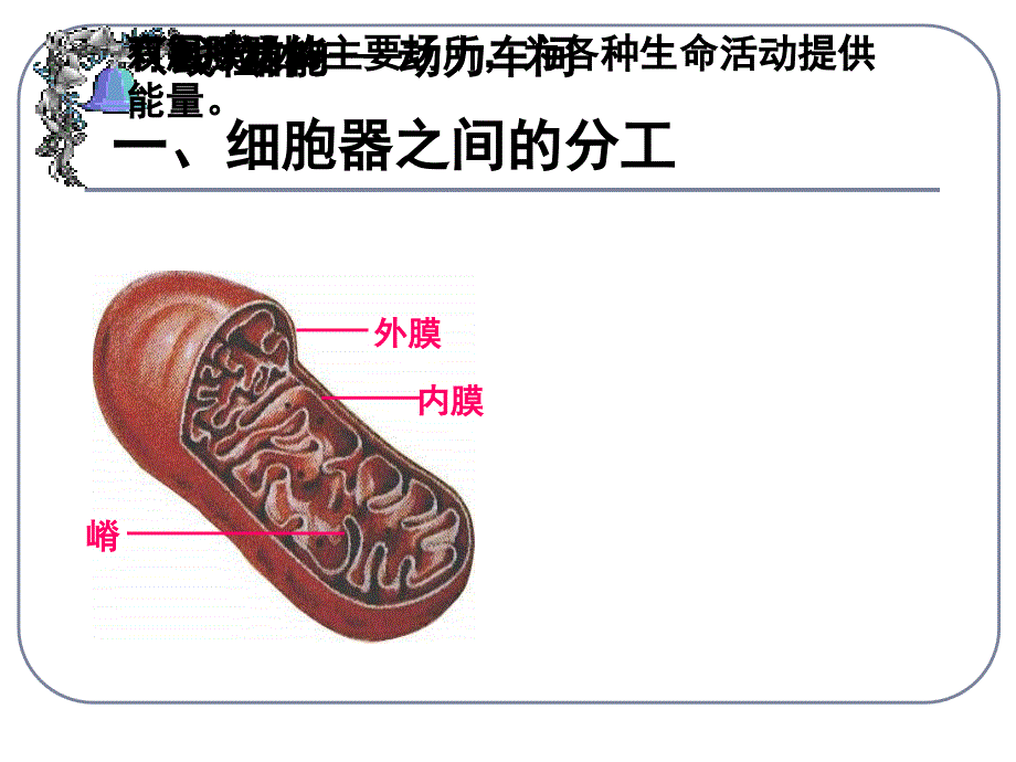 最新第三章第二节细胞器系统内的分工合作PPT文档_第4页