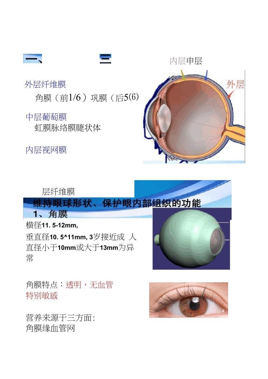 1眼部解剖生理汇总_第5页