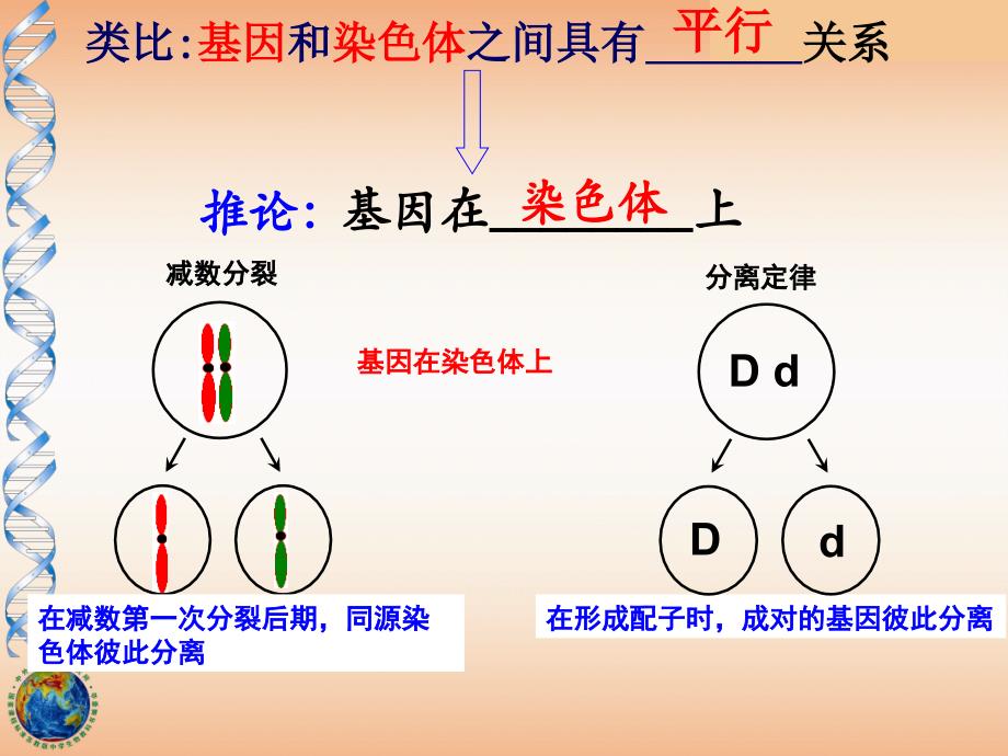 22基因在染色体上课件周波_第4页