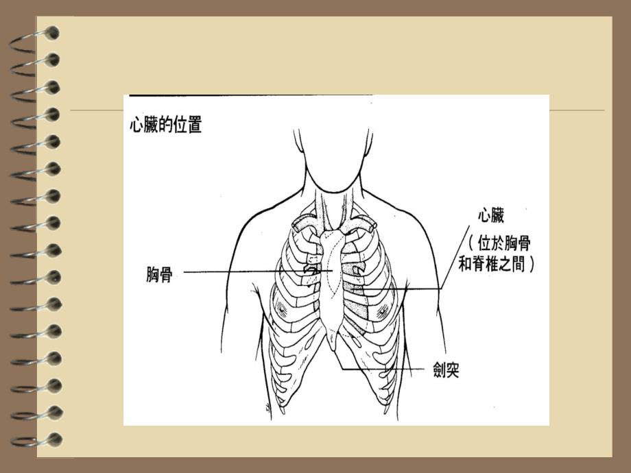 《心肺复苏术》PPT课件_第2页