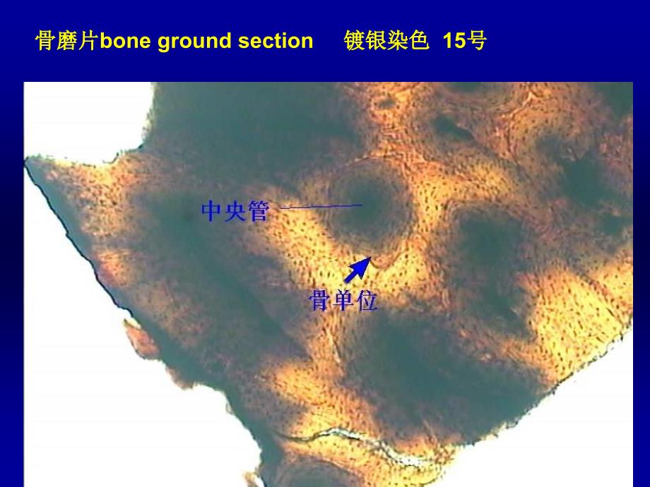 实验三骨与血液组织胚胎学课件_第4页