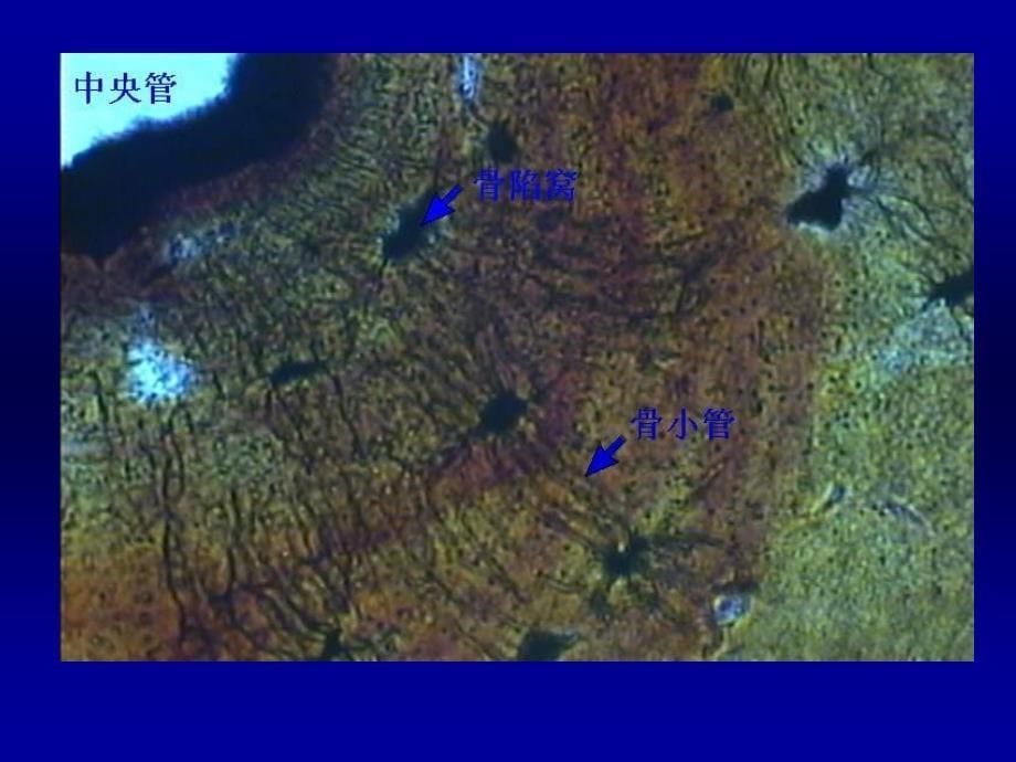 实验三骨与血液组织胚胎学课件_第5页