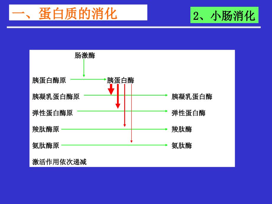 最新十一章节蛋白质降解及氨基酸代谢精品课件_第2页