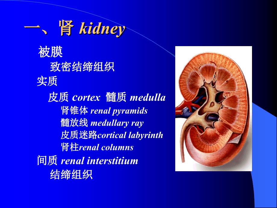 医学课件第7章泌尿系统ppt课件_第3页