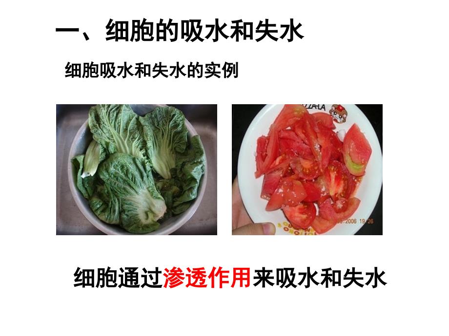 物质跨膜运输的实例_第2页