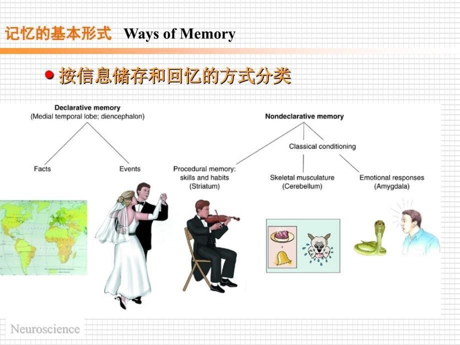 记忆的人脑机制_第5页