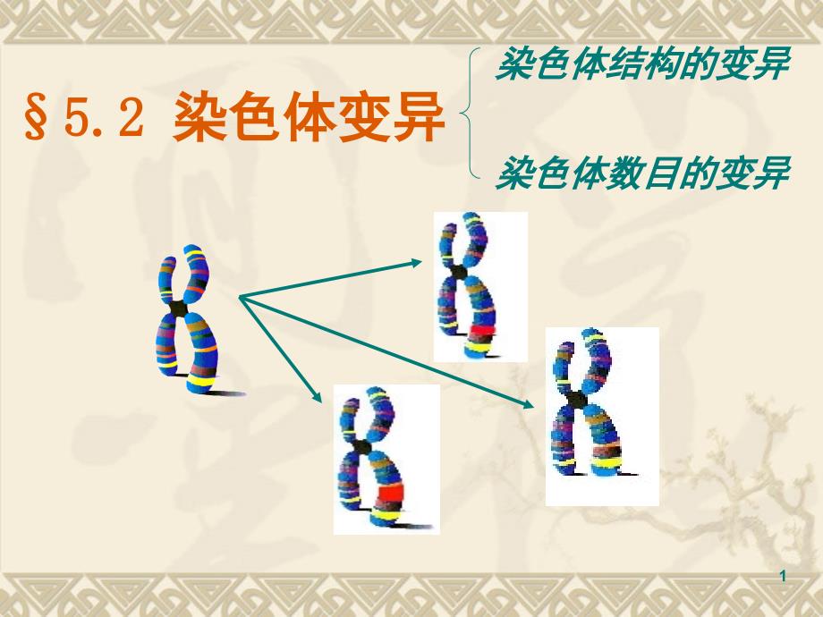 高中生物染色体变异的新人教版必修2.ppt_第1页