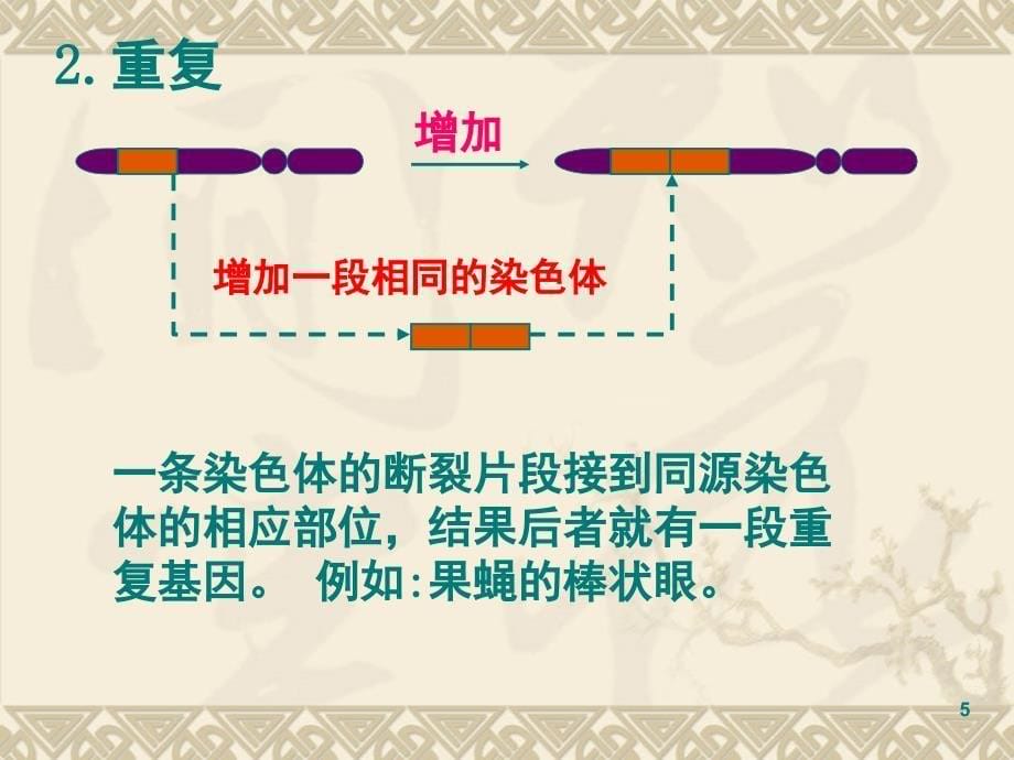 高中生物染色体变异的新人教版必修2.ppt_第5页