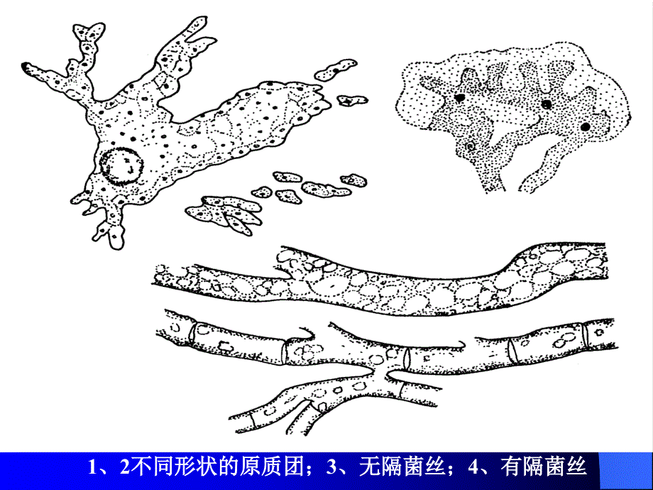 第二章第一节真菌_第4页