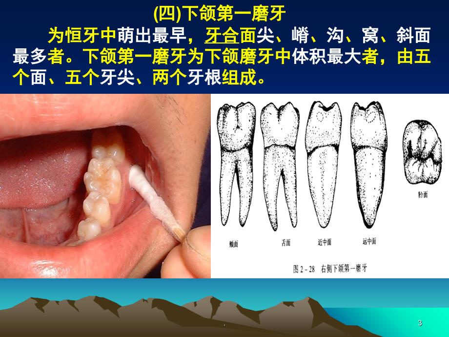 口腔下颌磨牙解剖形态课堂PPT_第3页