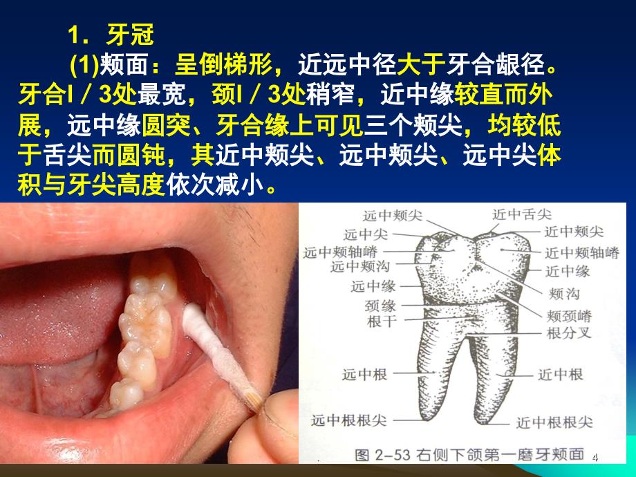 口腔下颌磨牙解剖形态课堂PPT_第4页