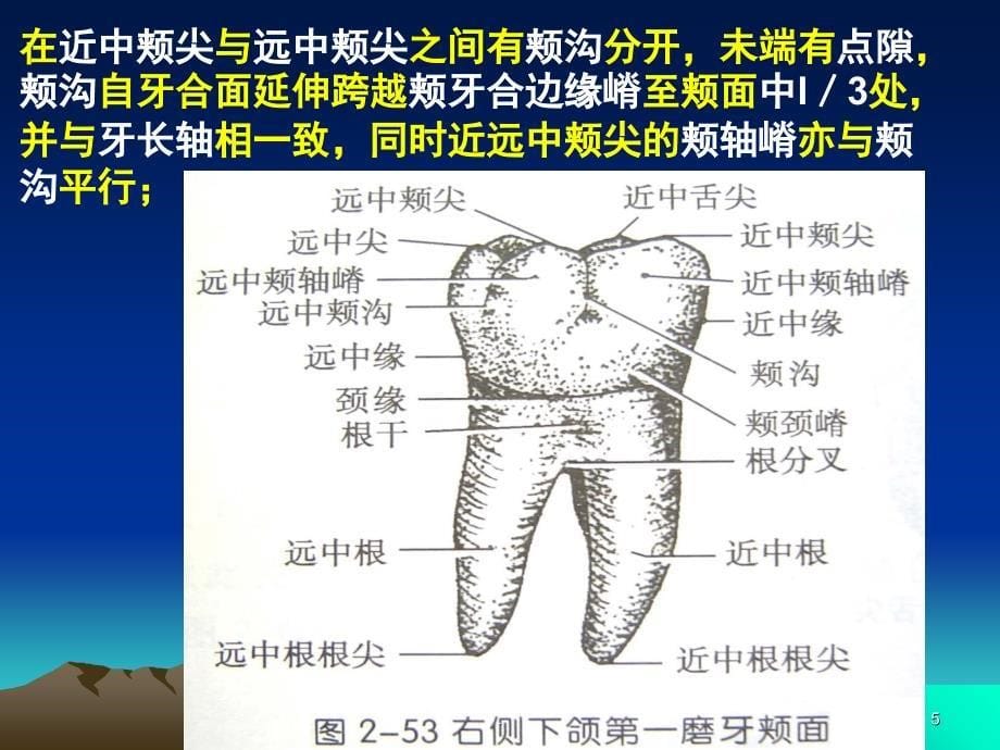 口腔下颌磨牙解剖形态课堂PPT_第5页