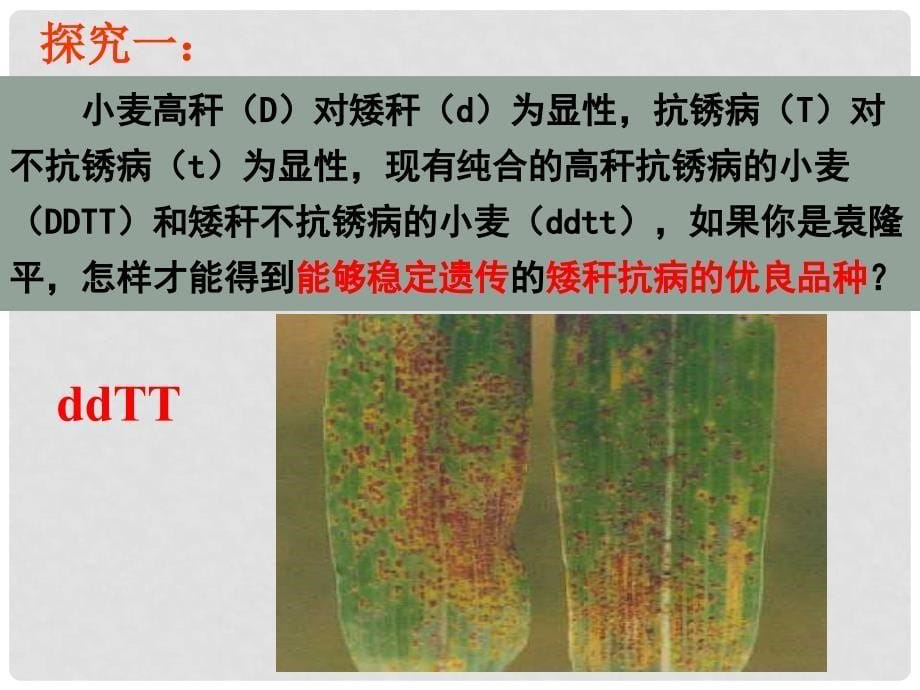 高中生物 第六章 从杂交育种到基因工程 第01节 杂交育种和诱变育种课件 新人教版必修2_第5页