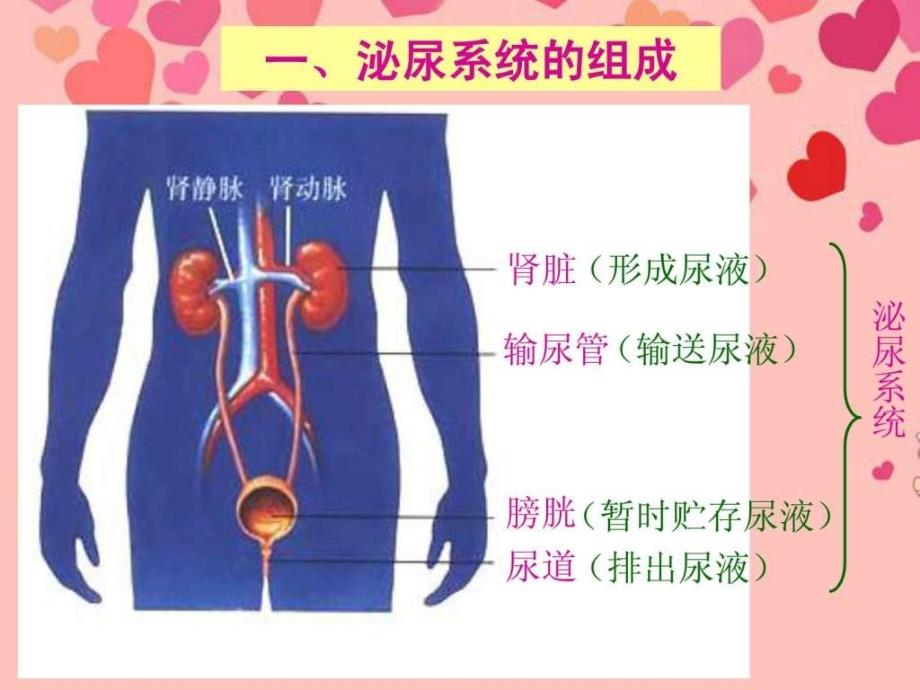 七年级生物下册第五章第一节尿的形成和排出课件新..._第3页